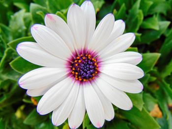 Close-up of white flower