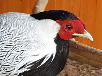 Close-up of bird