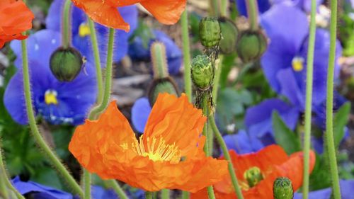 Close-up of orange flowering plant