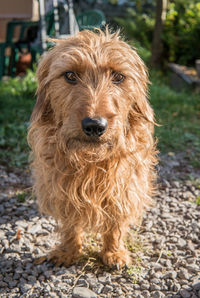 Close-up portrait of dog standing outdoors