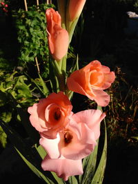 Close-up of roses blooming outdoors