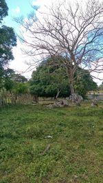 Bare trees on grassy field