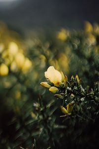 Close-up of yellow flowering plant