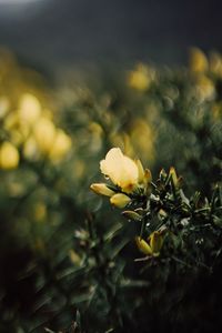 Close-up of yellow flowering plant