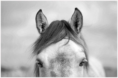 Close-up of a horse