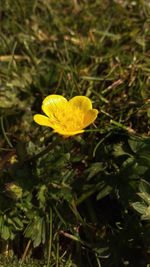 Close-up of yellow flower blooming outdoors