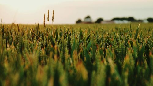 Wheat plants in field