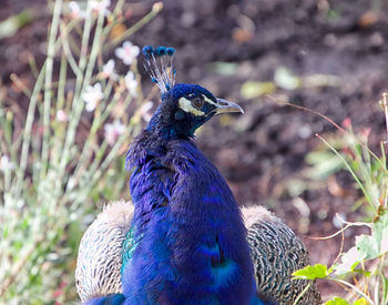 Close-up of a peacock