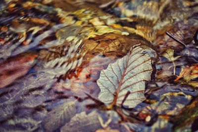 Close-up of leaves