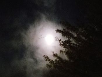 Low angle view of trees against sky at night