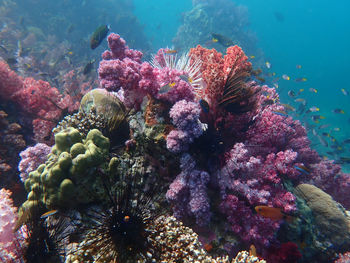 View of coral in sea