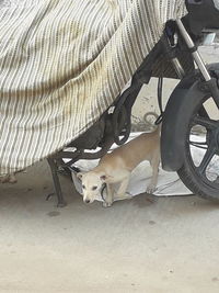 High angle view of dog lying down on road