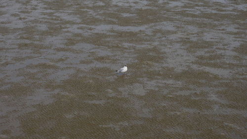 High angle view of bird in water