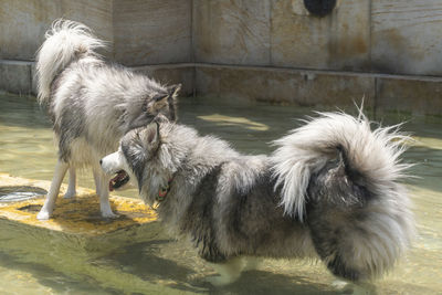 Monkeys in a water