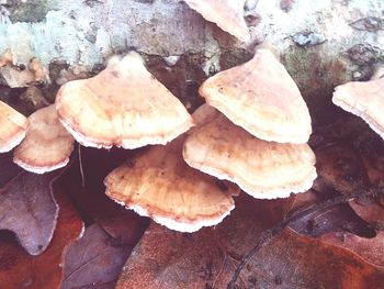 High angle view of mushrooms growing on field