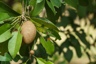 Close-up of fruit growing on tree