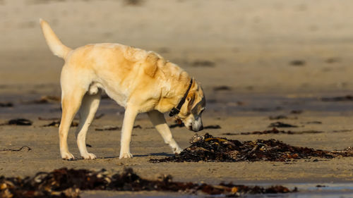 Horse walking on beach