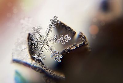 Close-up of insect on frozen plant