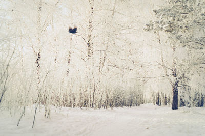 Trees on snow