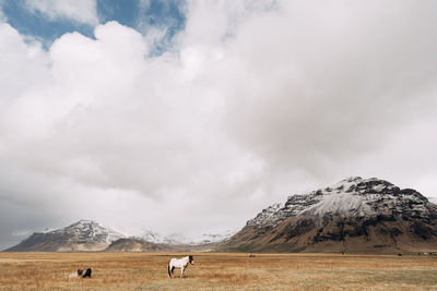 View of a horse on landscape against mountain range