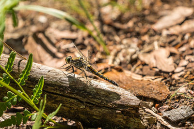 Close-up of insect on land