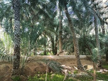 Palm trees by plants in forest