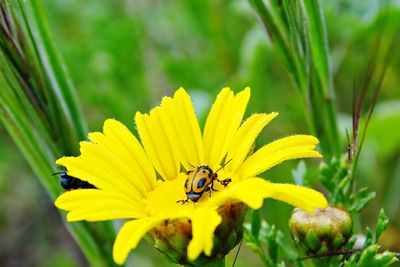 Close-up of bee pollinating on yellow flower