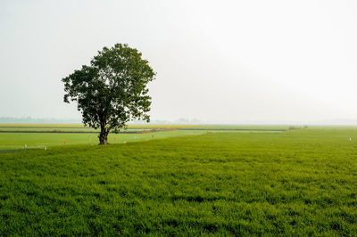 Tree on field against clear sky