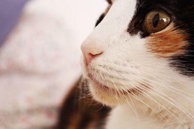 Close-up of cat