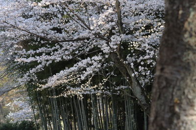 Close-up of snow covered cherry tree