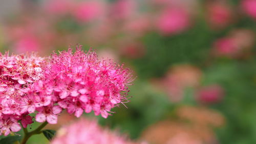 Close-up of pink flowering plant