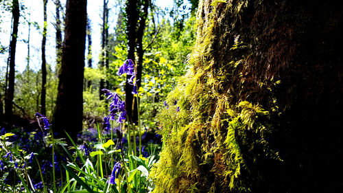 Purple flowers growing on tree