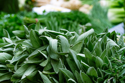 Close-up of fresh green plant