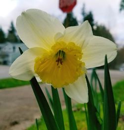 Close-up of flower against blurred background