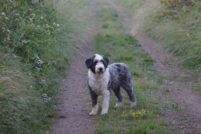 Dog standing on grassy field