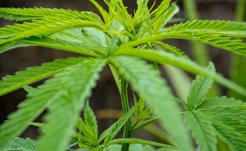 Close-up of fresh green leaves