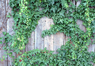 Ivy plant on wooden wall