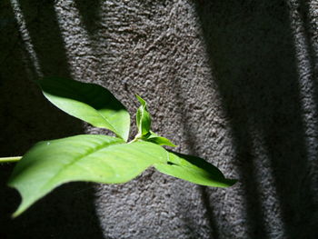 Close-up of green leaf on plant