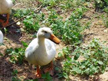 High angle view of duck on field