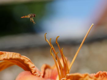 Dragonfly flying over orange lily flower