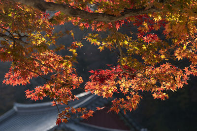 Low angle view of autumnal tree against orange sky