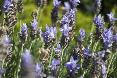 Close-up of purple flowering plants on field