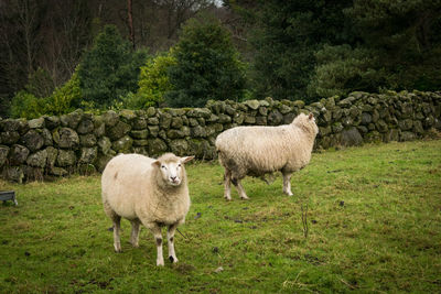 Sheep standing on grass