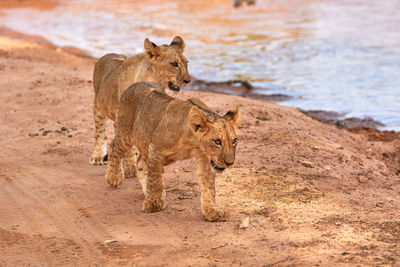 Two lion cubs