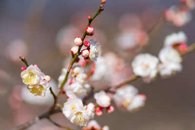 Close-up of cherry blossoms in spring