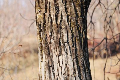 Close-up of tree trunk in forest