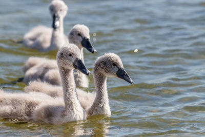 Swan swimming in lake