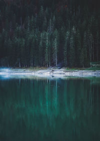 Reflection of trees in lake