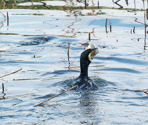 View of birds swimming in lake during winter