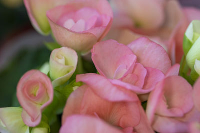 Close-up of pink roses